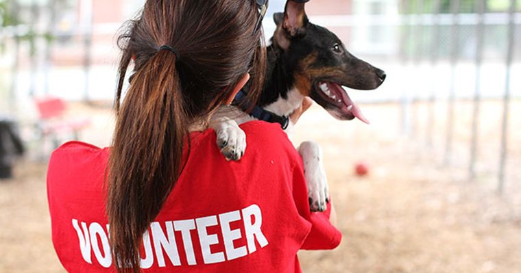 ملاجئ الحيوانات