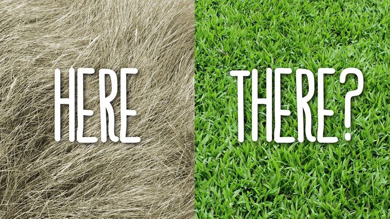 The grass is greener on the other side